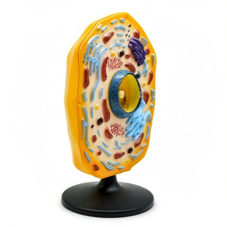 Модель «Клетка животного»